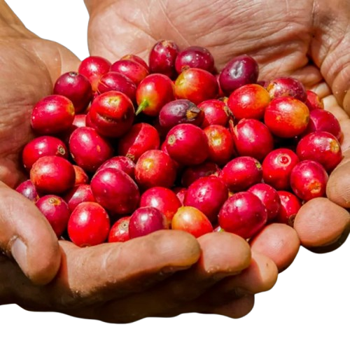Fresh Indian coffee beans